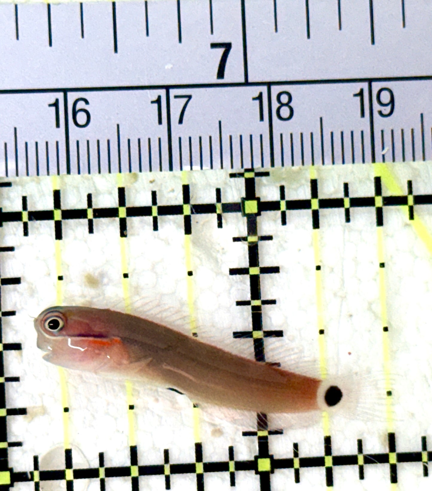 Tailspot Blenny TB060101 WYSIWYG Size: S 1.5" approx