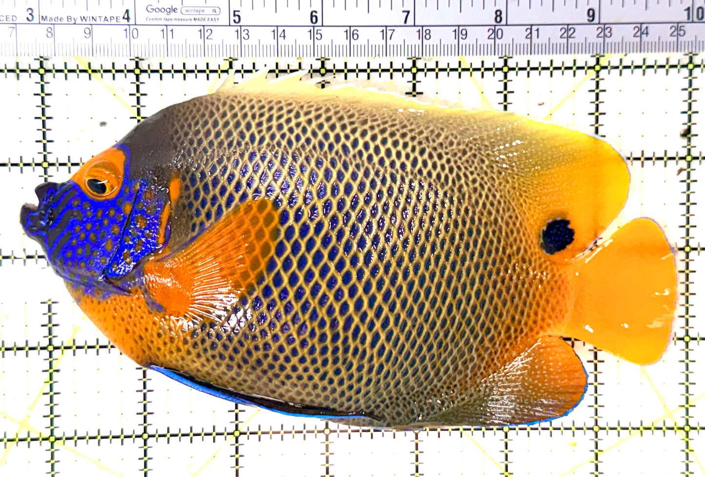 Blueface Angelfish Adult (Sumatra Vibrant Colors) BAA060101 WYSIWYG Size: XXXL/Show 7.25" approx