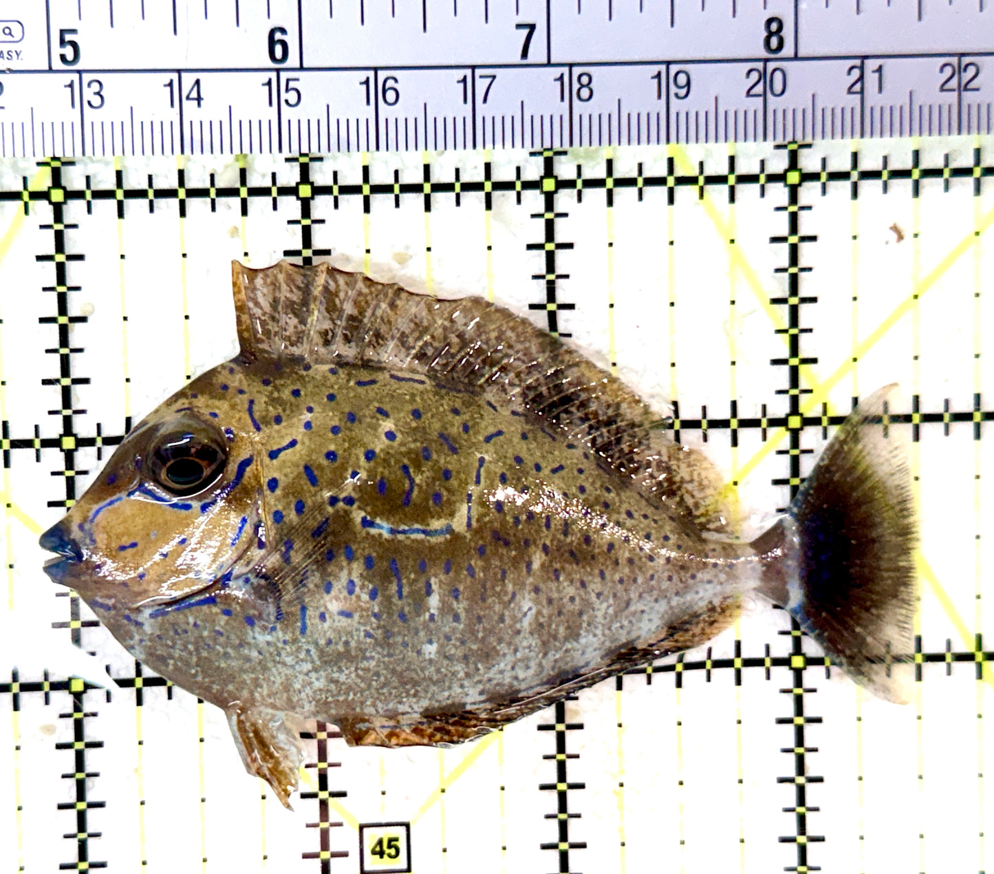 Vlamingi Unicorn Tang VUT060102 WYSIWYG Size: ML 3.75" approx