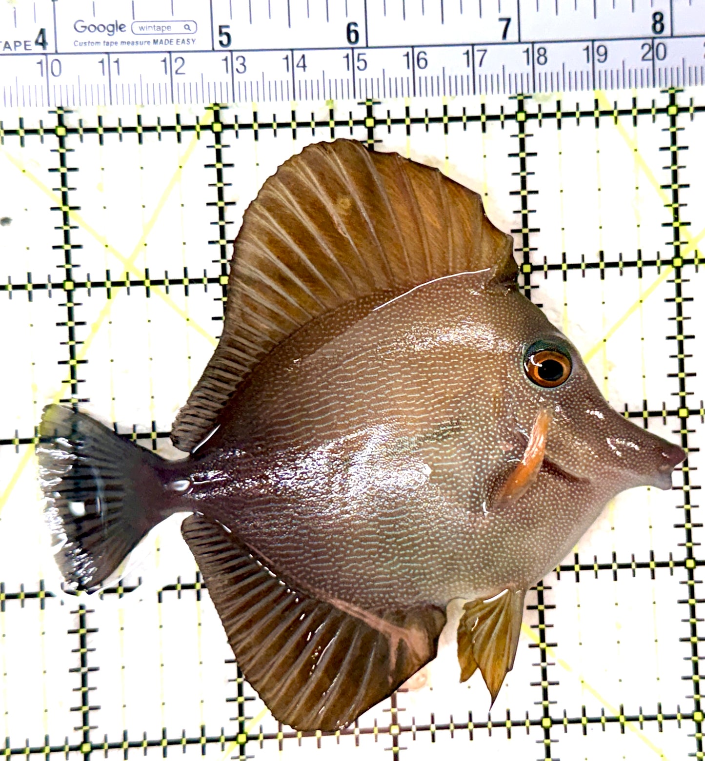 Scopas Tang ST060102 WYSIWYG Size: L 4.25" approx