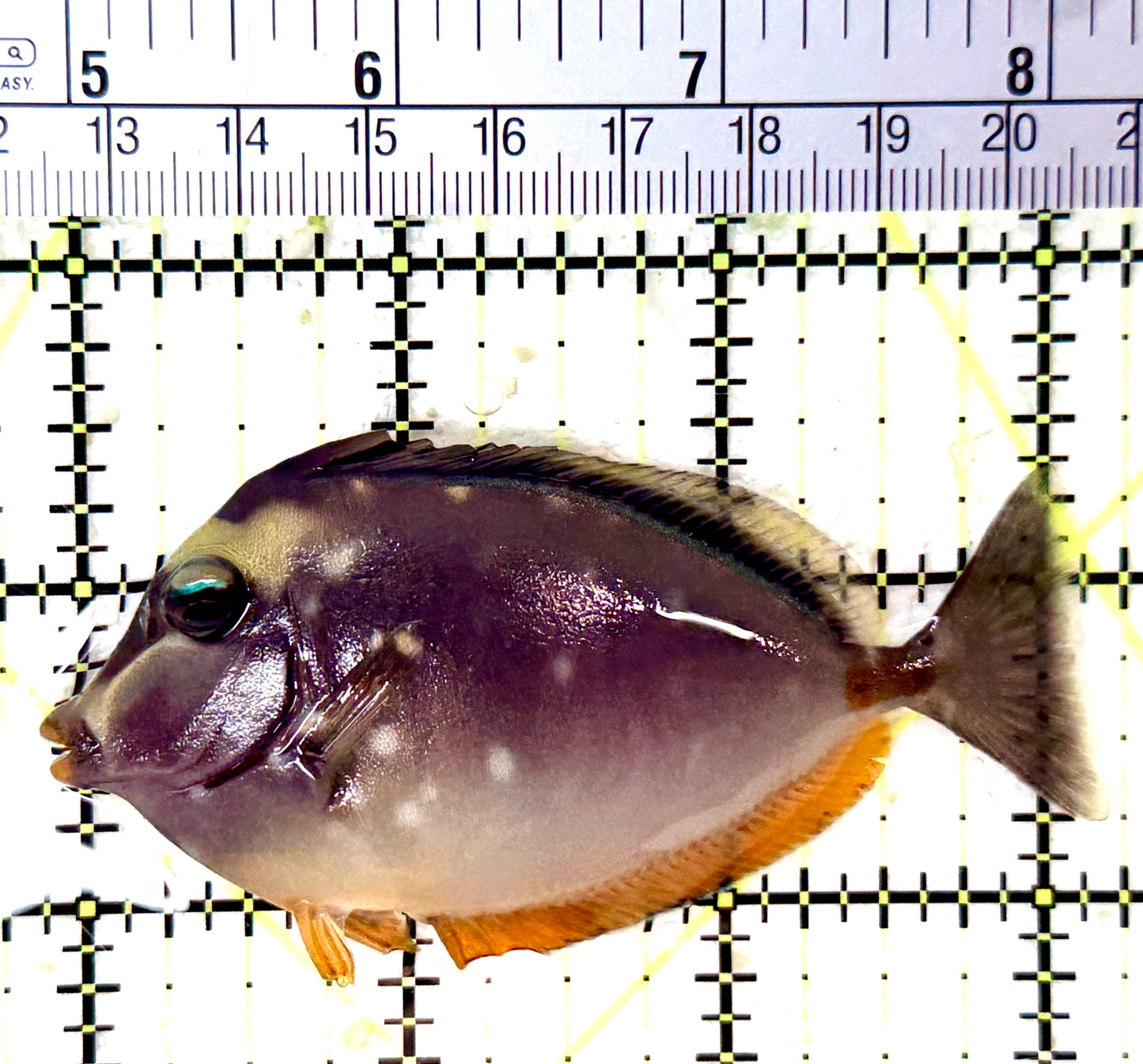 Naso Tang NT060101 WYSIWYG Size: M 3.25" approx