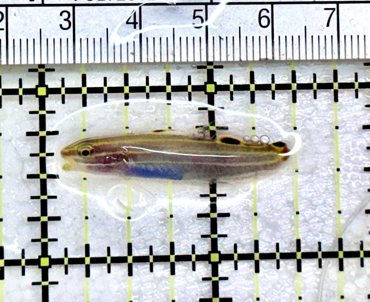 Hector's Goby HG072501 WYSIWYG Size:1.5" approx