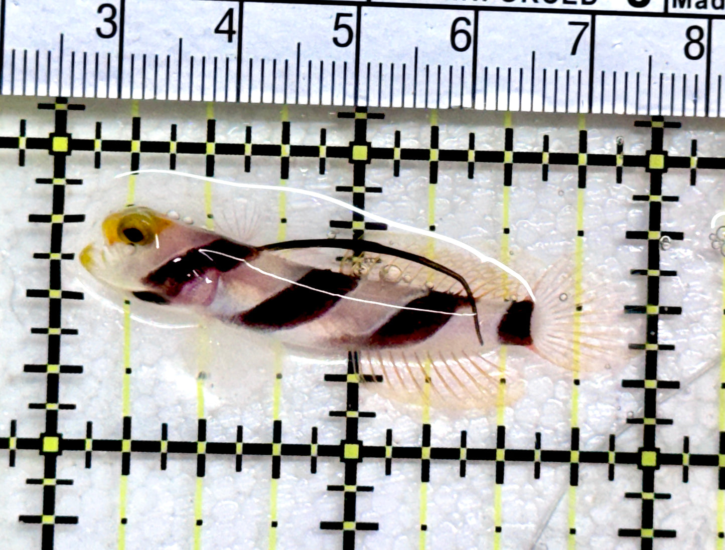 Yellow Nose Shrimp Goby YNSG072501 WYSIWYG Size:2" approx