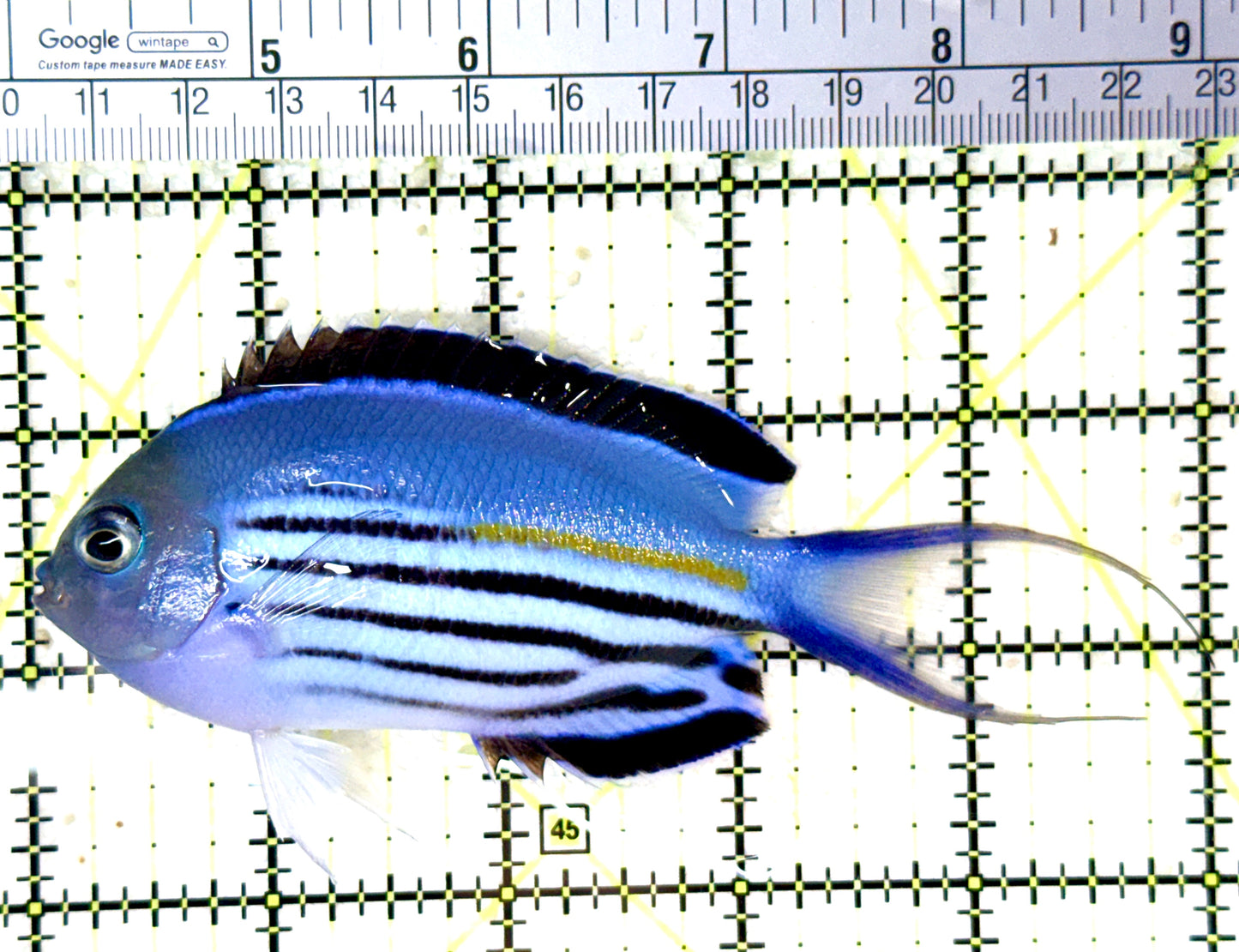 Watanabe Angelfish (Male) WA060101 WYSIWYG Size: XL 5" approx