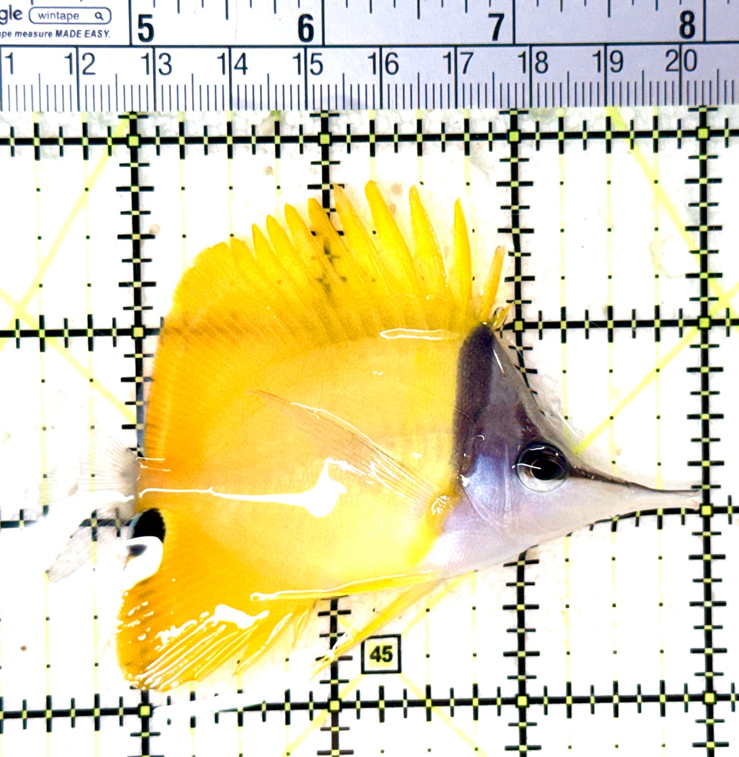 Yellow Longnose Butterflyfish YLB060101 WYSIWYG Size: L 3.5" approx