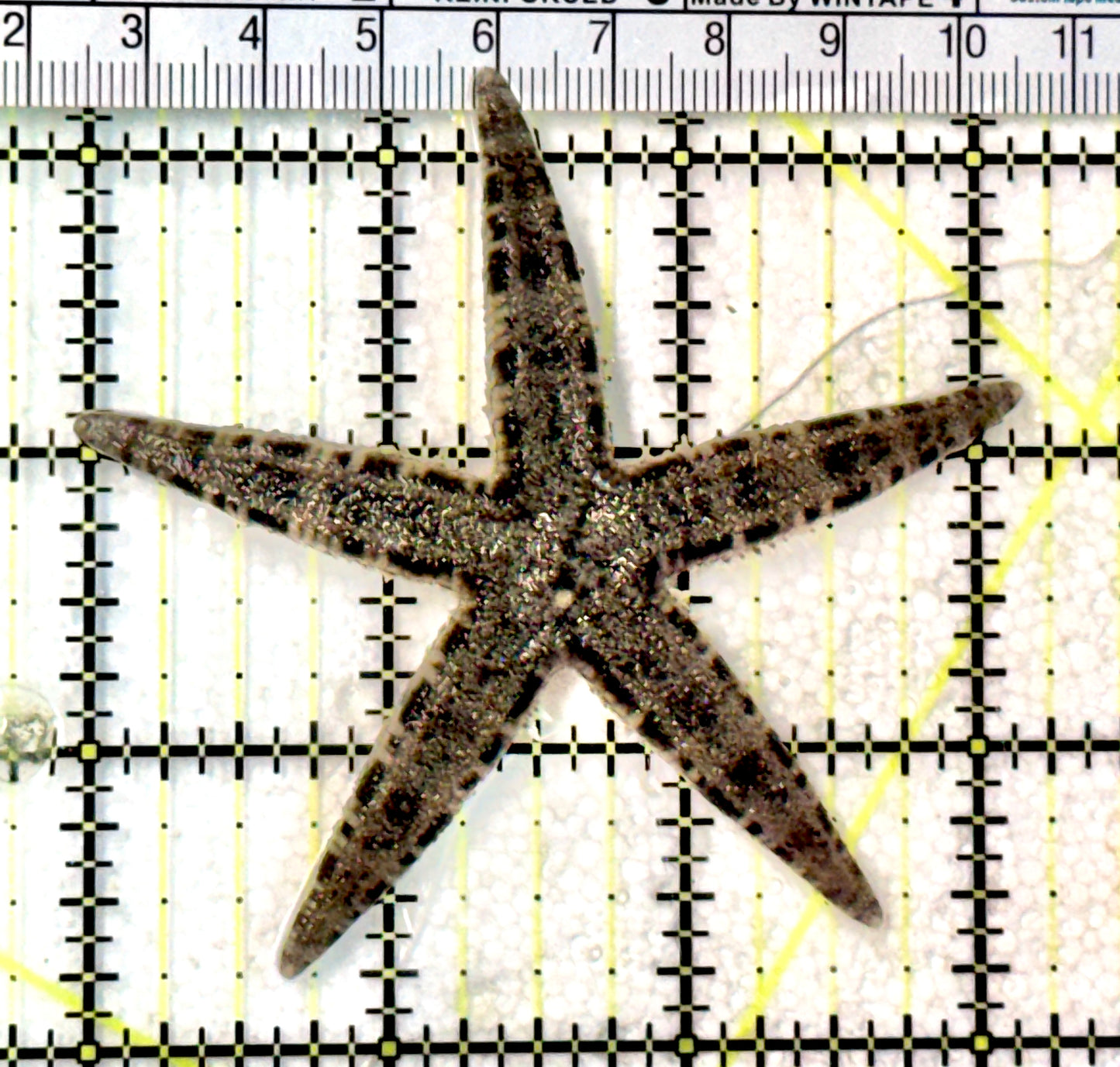 Sand Shifting Starfish SSS072501 WYSIWYG Size:3.25" approx