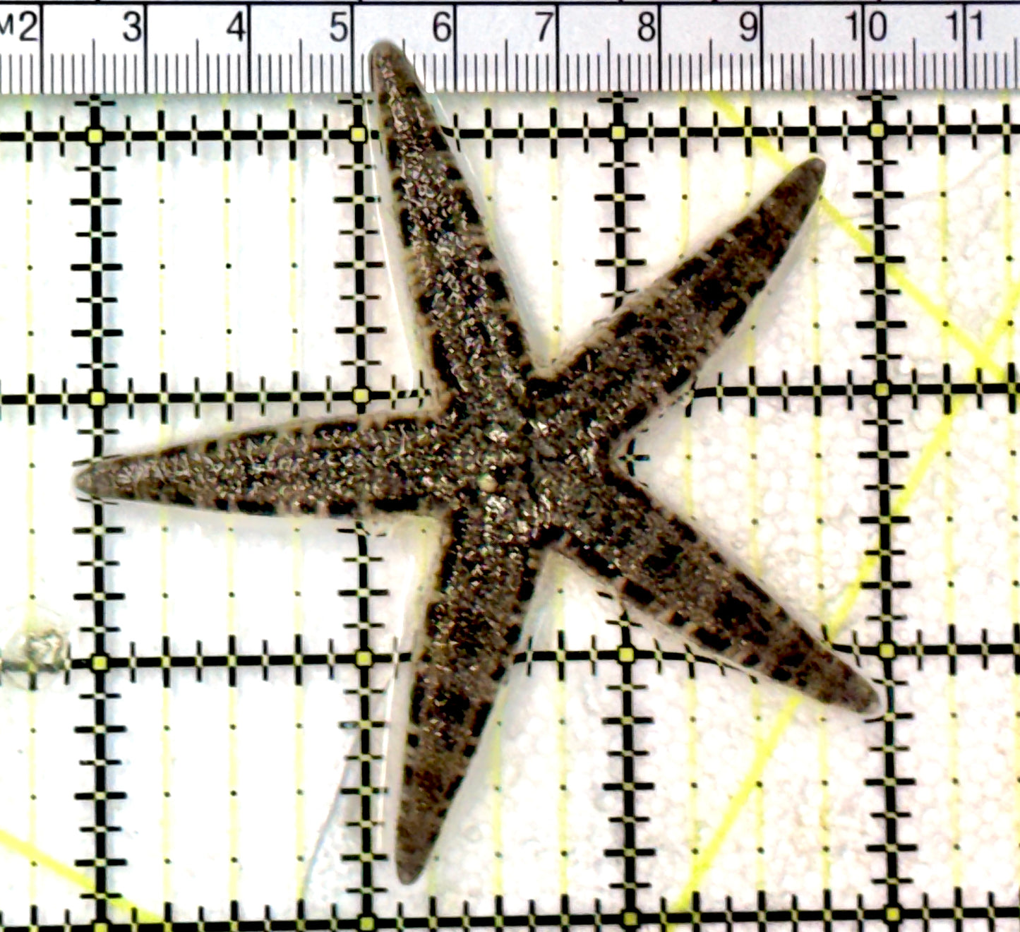 Sand Shifting Starfish SSS072503 WYSIWYG Size:3" approx