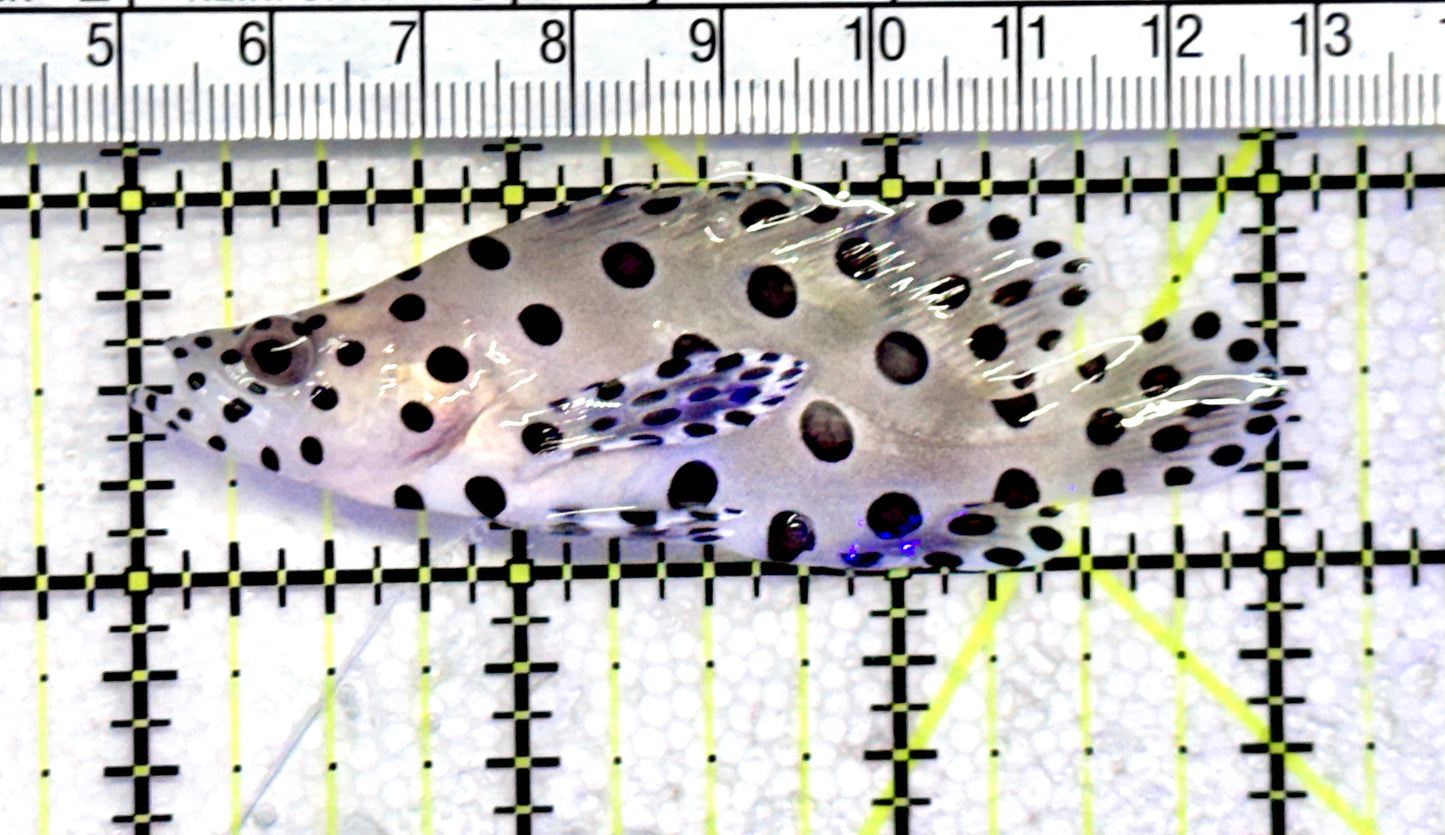 Panther Grouper PG072501 WYSIWYG Size: S 3" approx