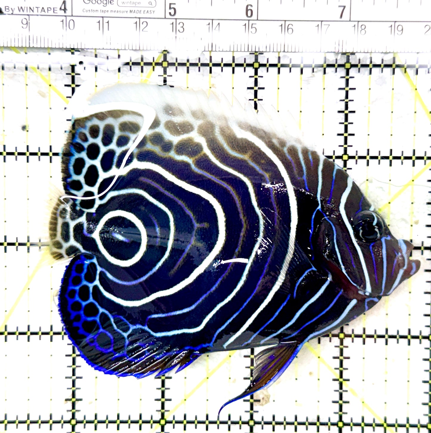 Emperor Angelfish Juvenile/(May be Transition) EAJ060101 WYSIWYG Size: XL 4.5" approx