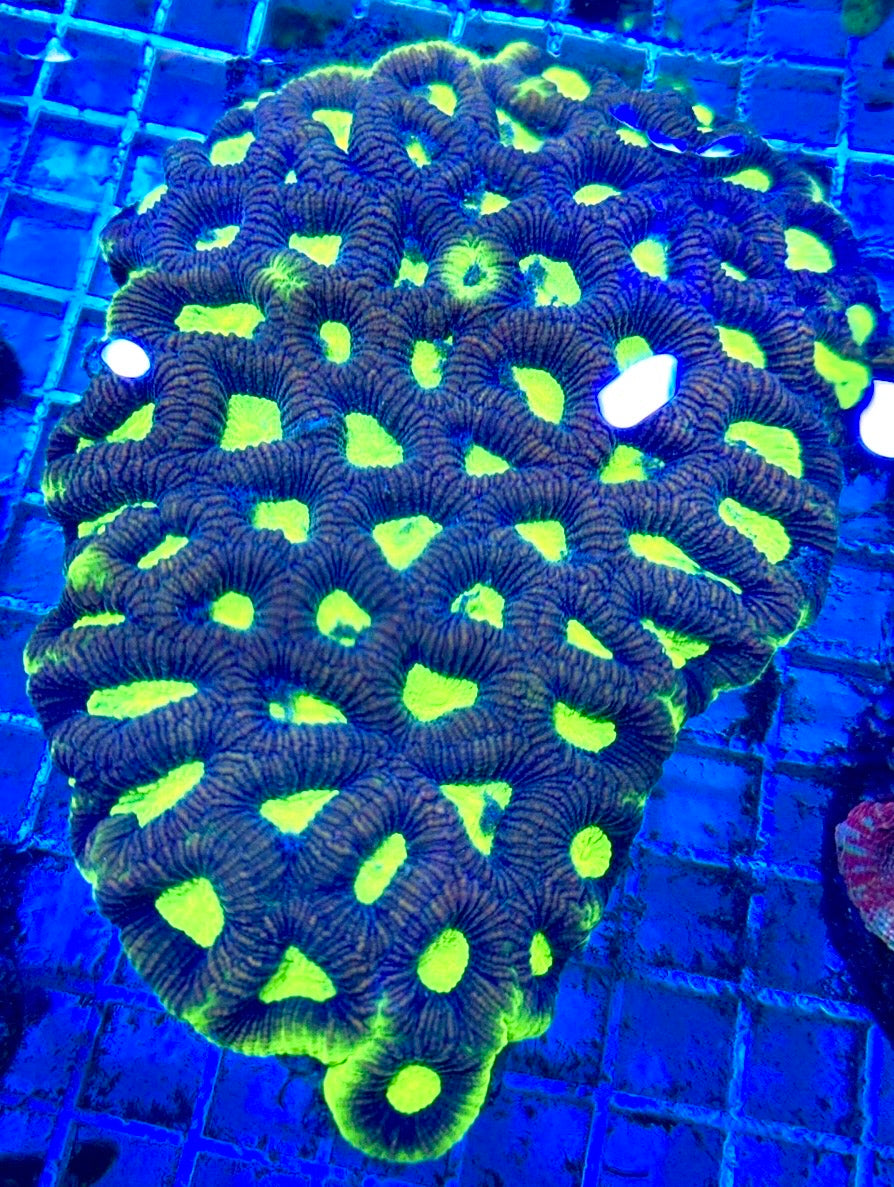 Aussie Ultra Neon Favia Colony AUNF081701 WYSIWYG