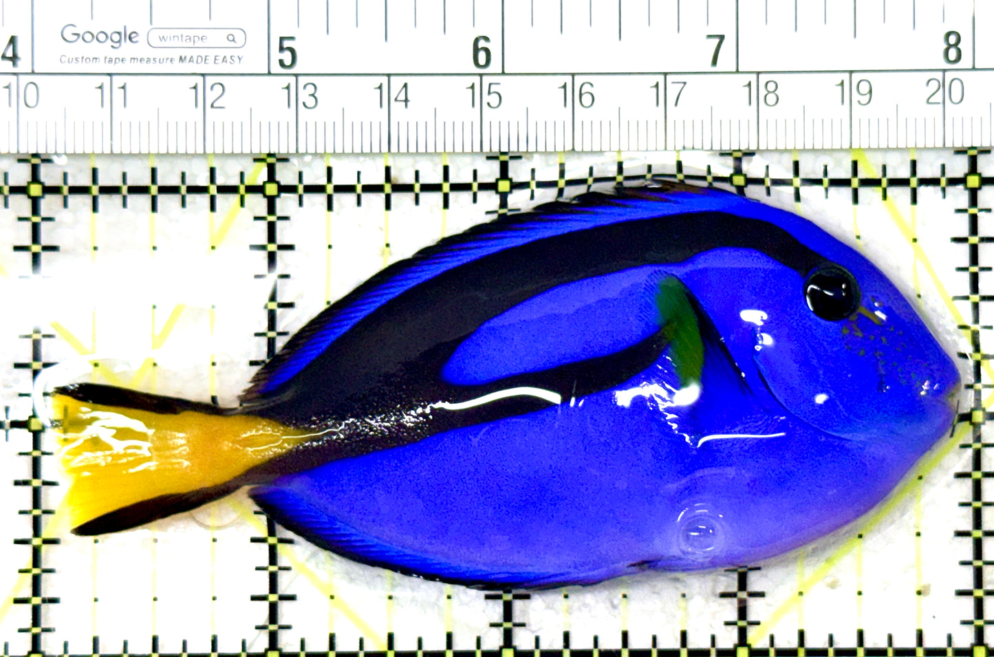 Blue Hippo Tang BHT060101 WYSIWYG Size: L 4" approx