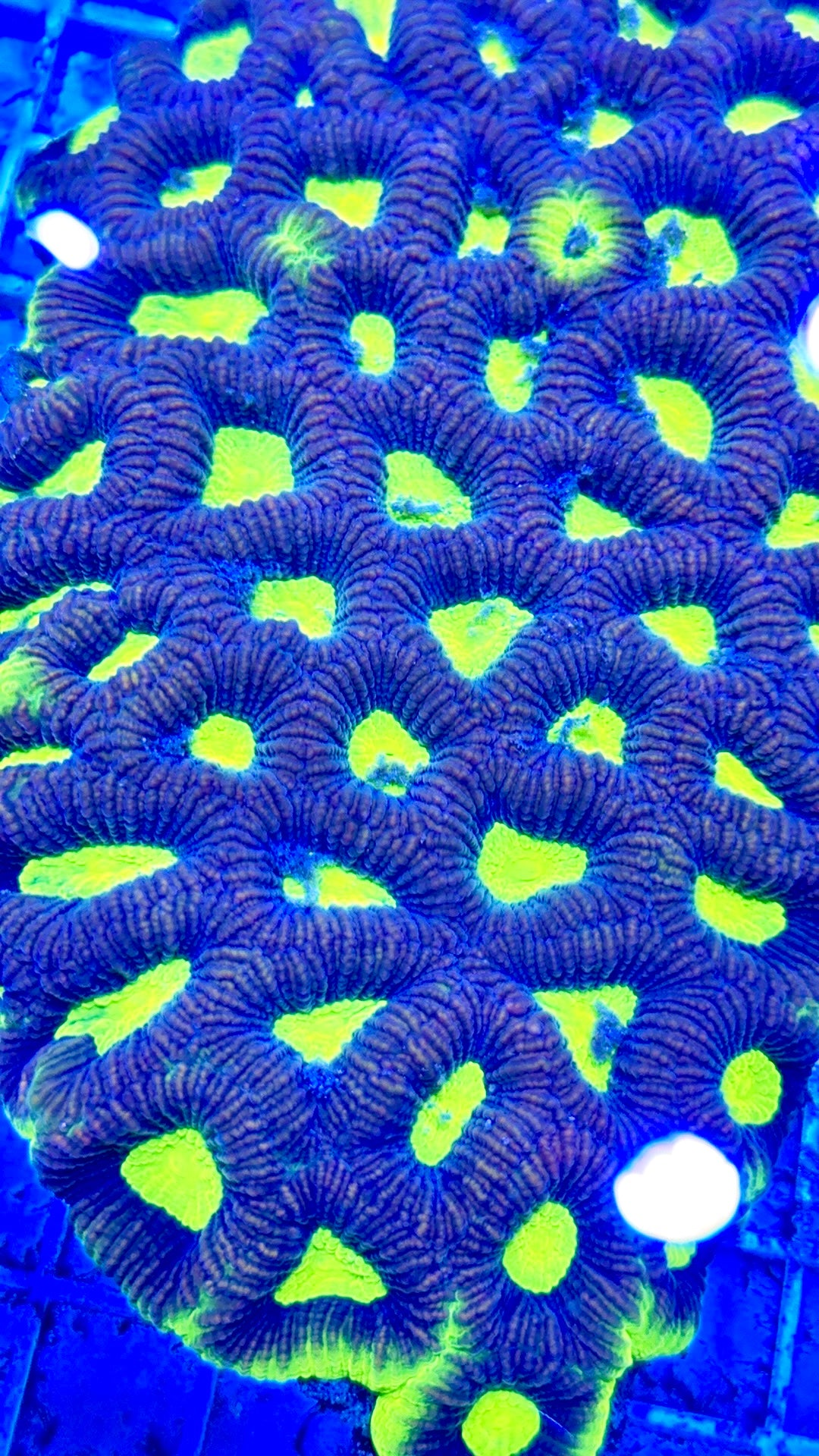 Aussie Ultra Neon Favia Colony AUNF081701 WYSIWYG