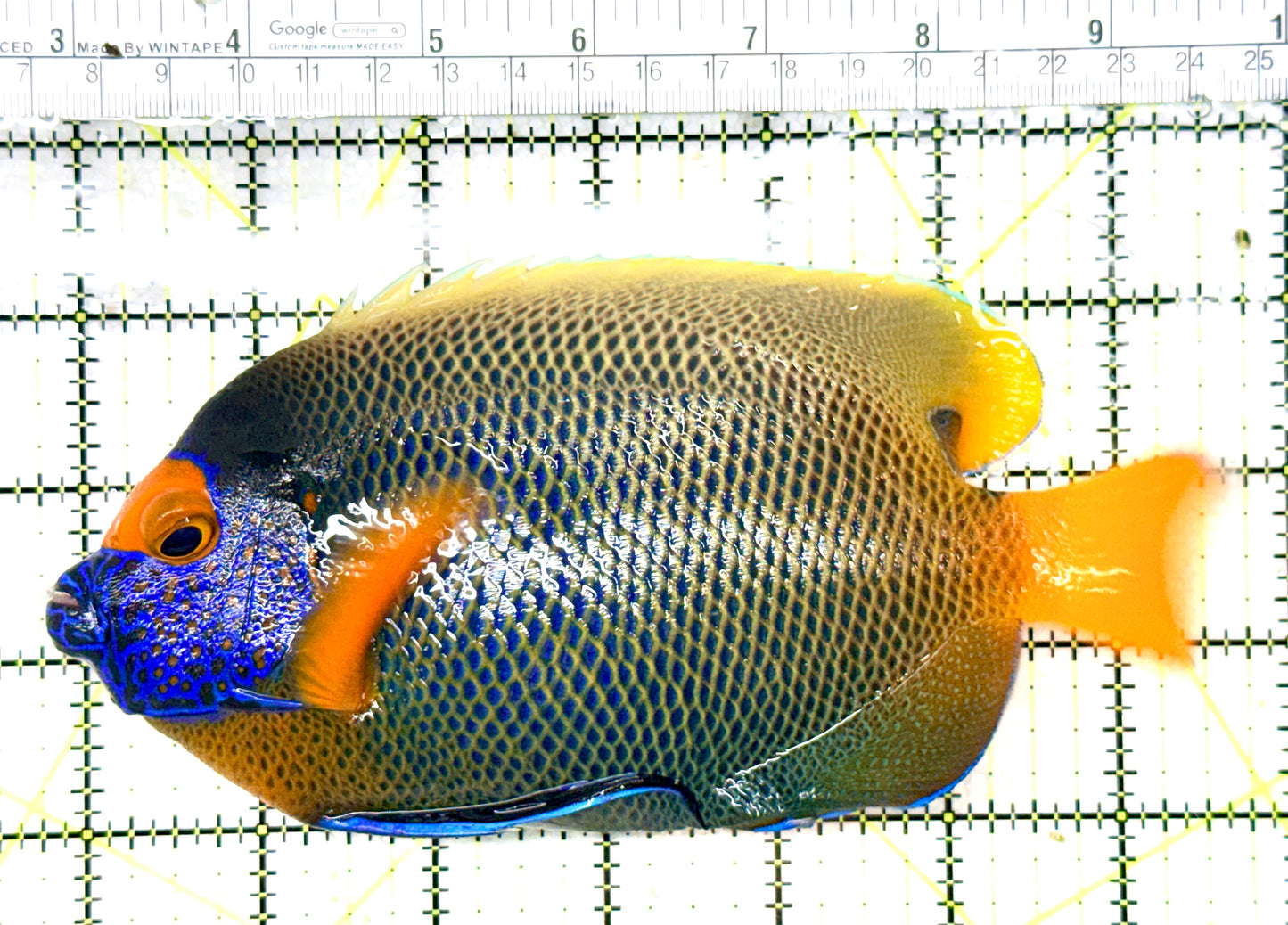 Blueface Angelfish Adult (Sumatra Vibrant Colors) BAA060103 WYSIWYG Size: XXL/Show 6.75" approx