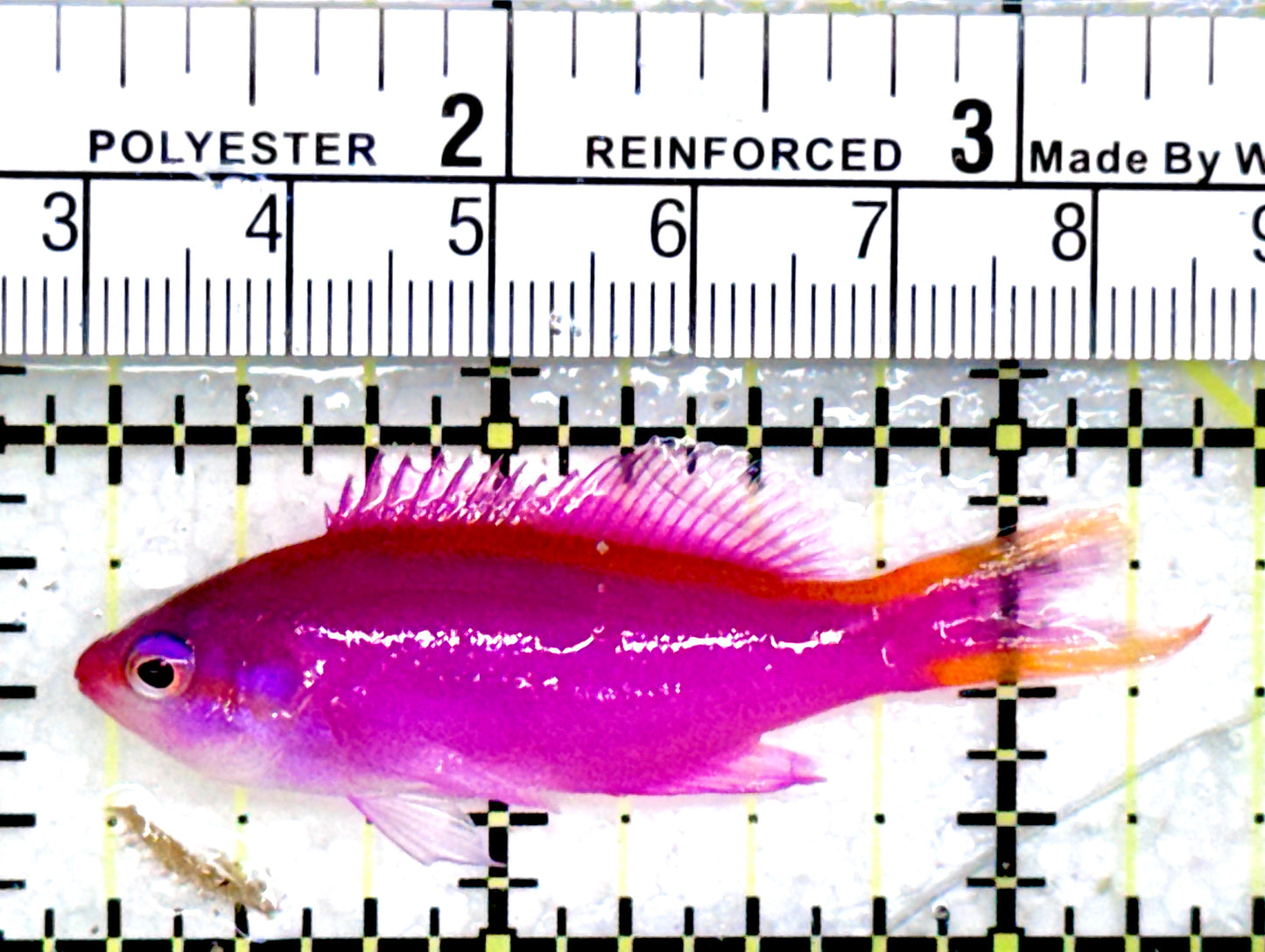 Purple Queen Anthias (Cebu) PQA072502 WYSIWYG Size: M 2"