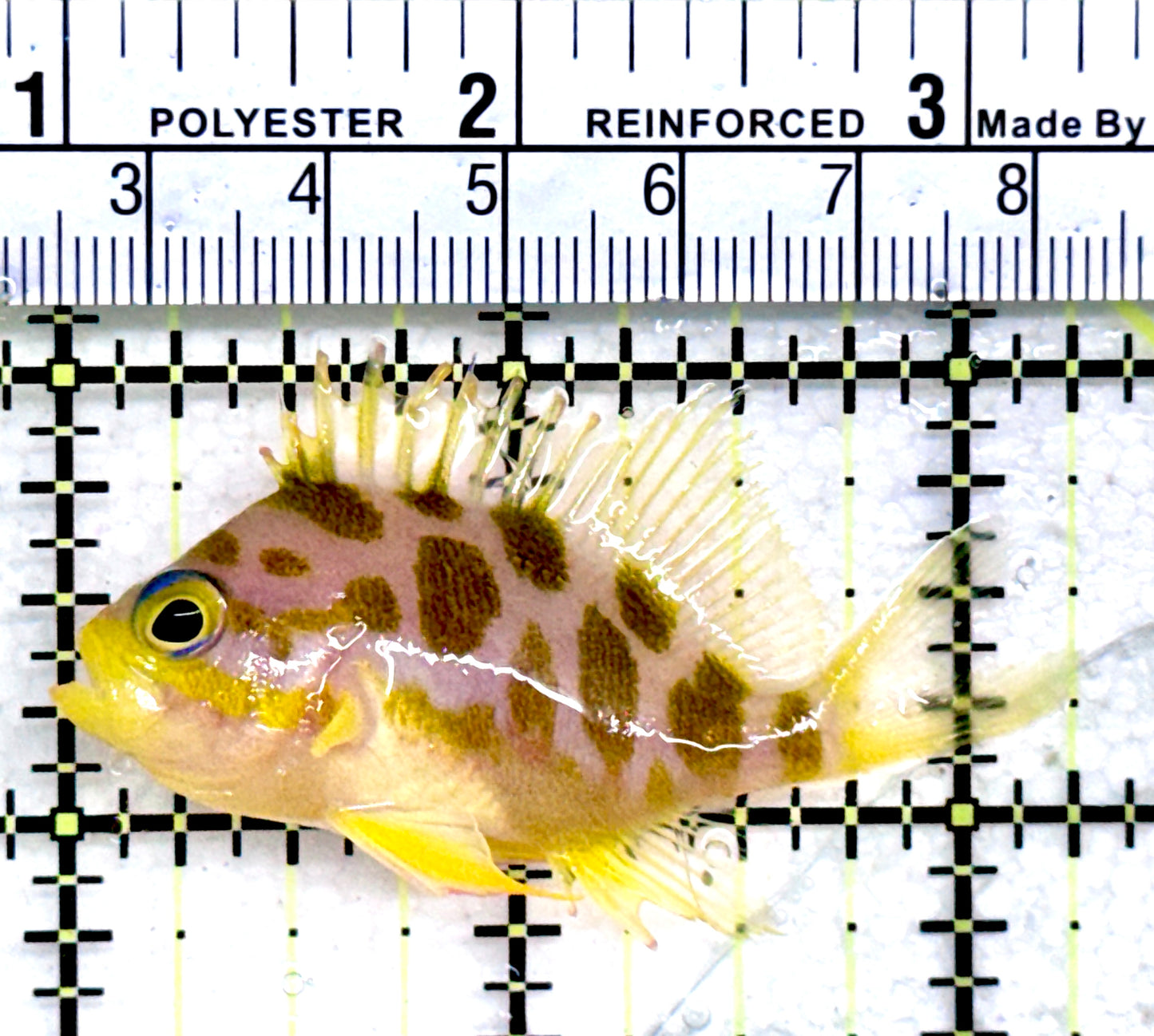 Borbonius Anthias BA072502 WYSIWYG Size: M 2.25"