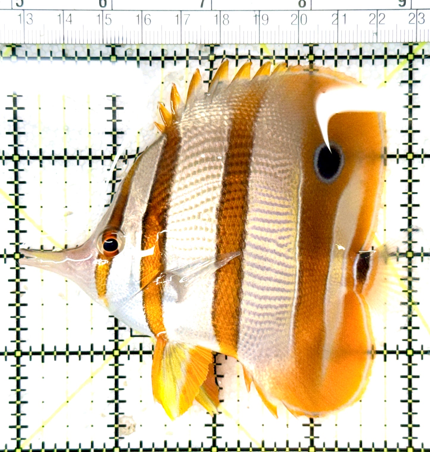 Copperband Butterflyfish CB060101 WYSIWYG Size: XL 4" approx