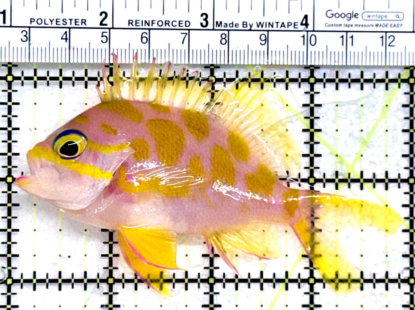 Borbonius Anthias BA072503 WYSIWYG Size: L 4"