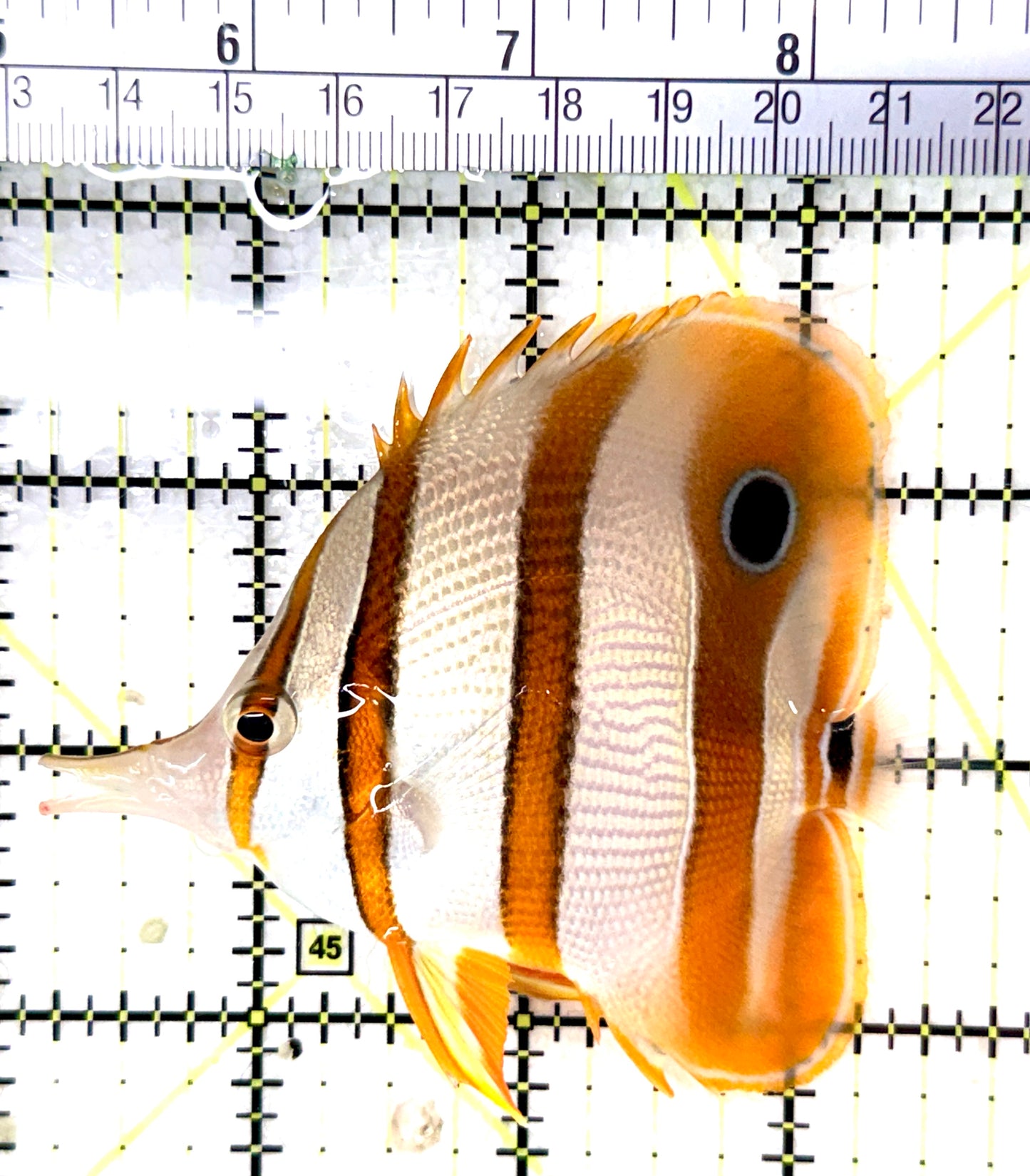 Copperband Butterflyfish CB060102 WYSIWYG Size: L 3.75" approx