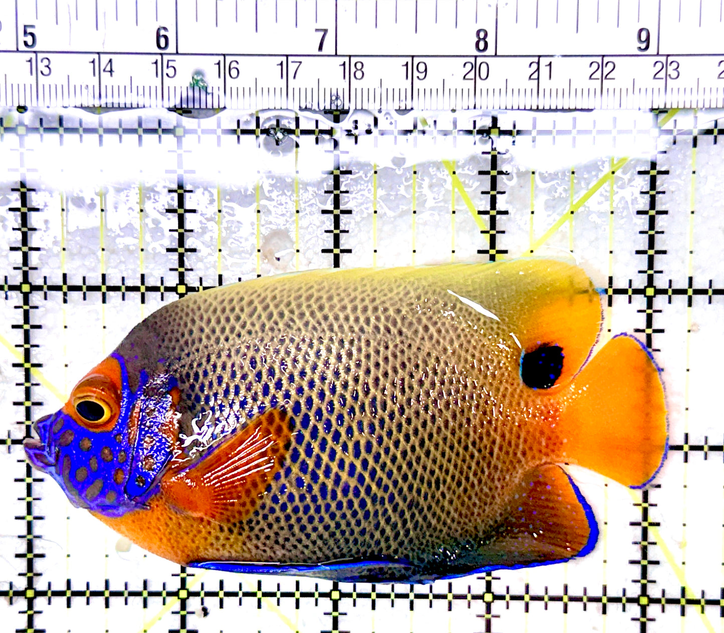 Blueface Angelfish Adult (Sumatra Vibrant Colors) BAA053101 WYSIWYG Size: L 4.25"