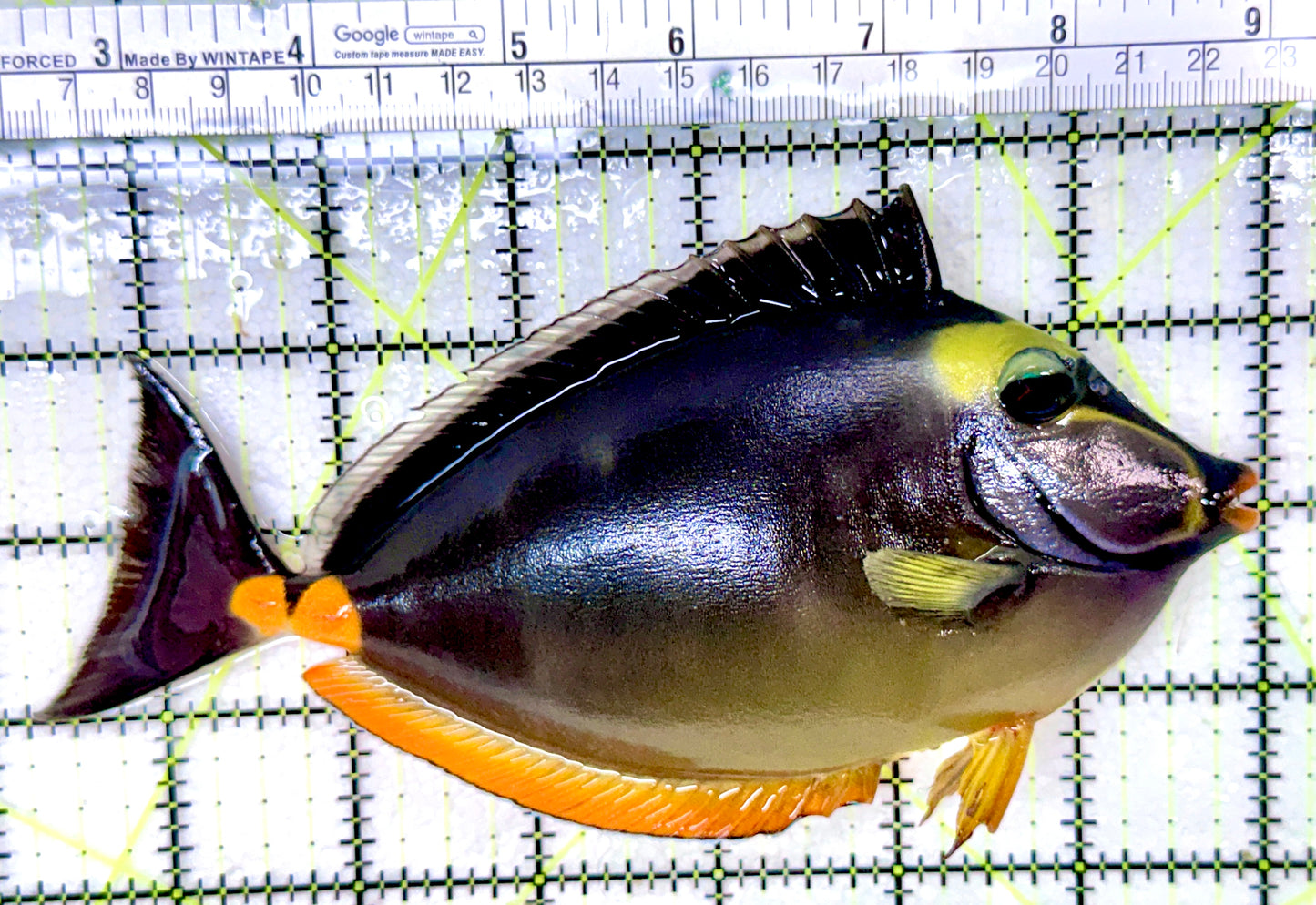 Naso Tang NT053101 WYSIWYG Size: XL 6.75"