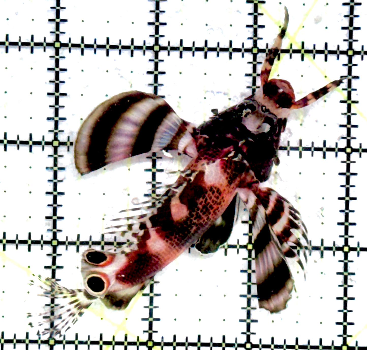 Fu Manchu Lionfish FML072502 WYSIWYG Size: M 3"