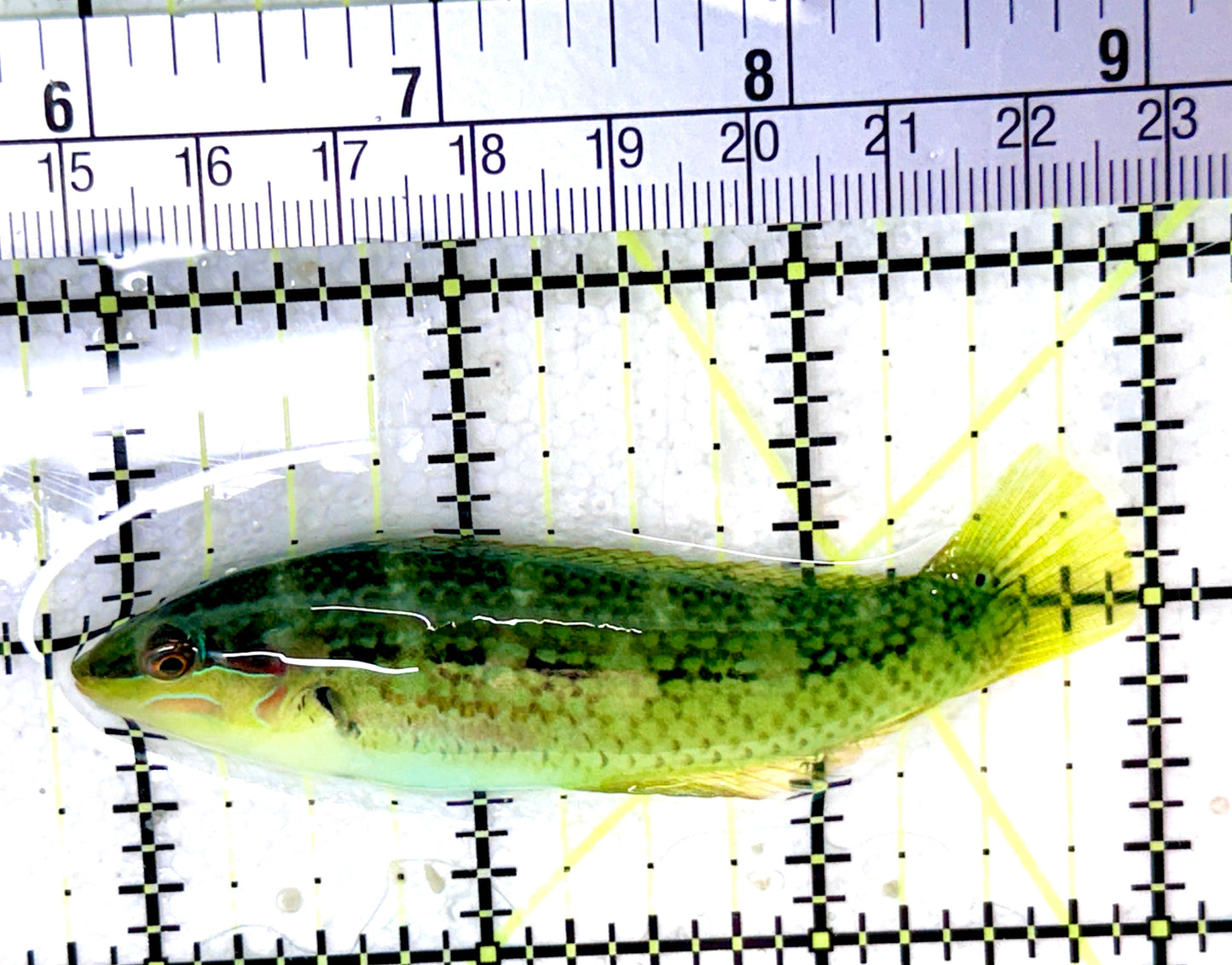Melanurus Wrasse MW053102 WYSIWYG Size: XL 3.25"