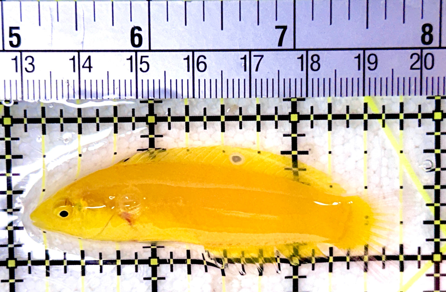 Yellow Coris Wrasse YCW053101 WYSIWYG Size: M 2.75"