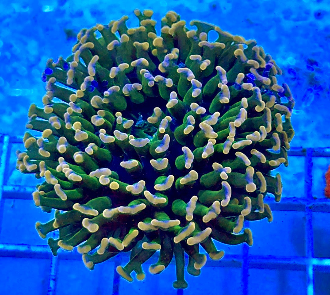 Bicolor Aussie Pink Hammer Coral BAPH081701 WYSIWYG