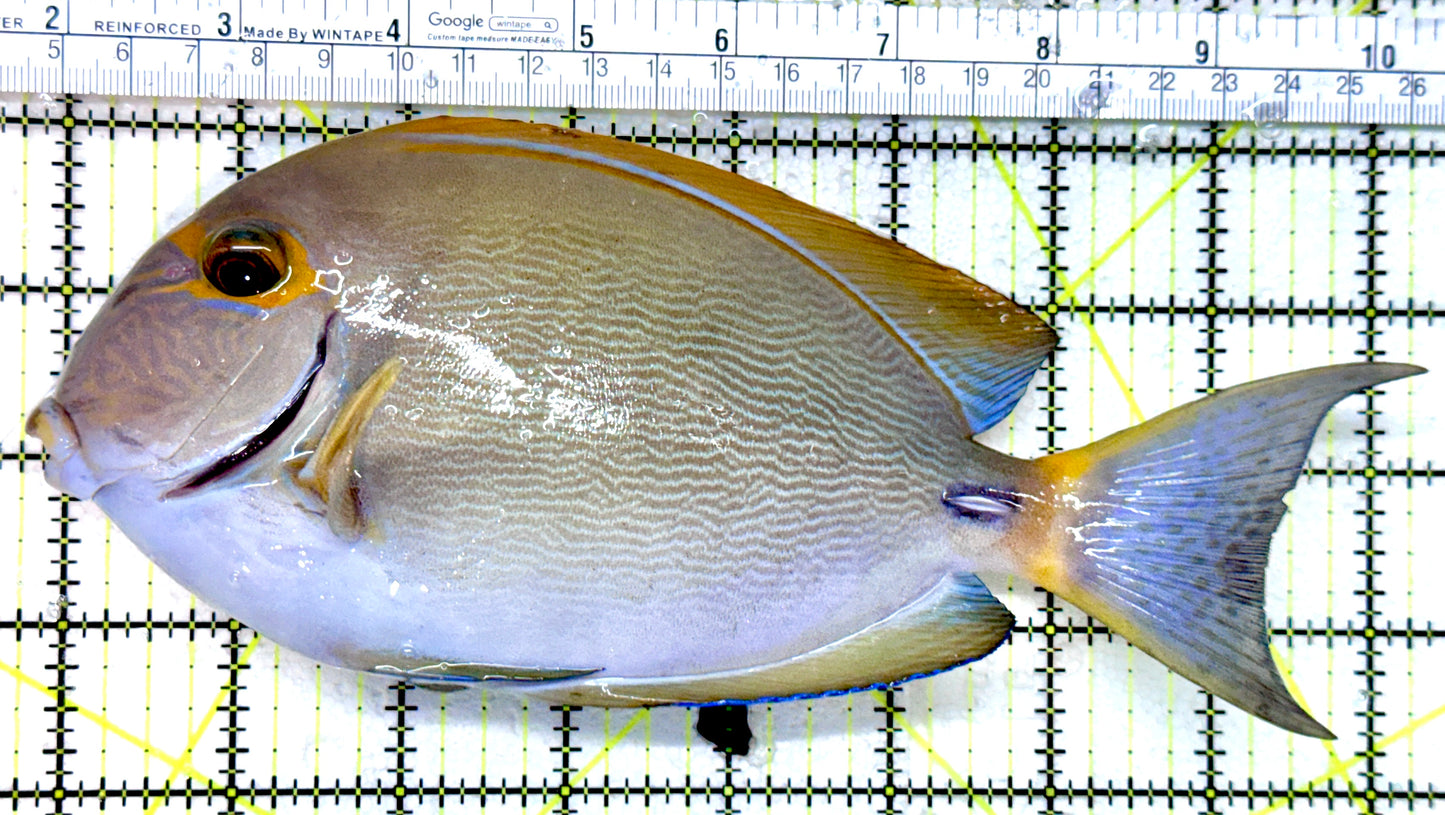 Bariene Tang BT072502 WYSIWYG Size: XXXL 8.5"
