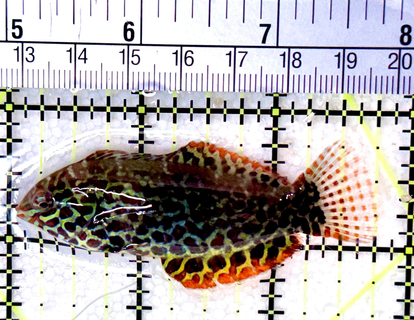 Meleagris Leopard Wrasse MLW053101 WYSIWYG Size: L 2.75"