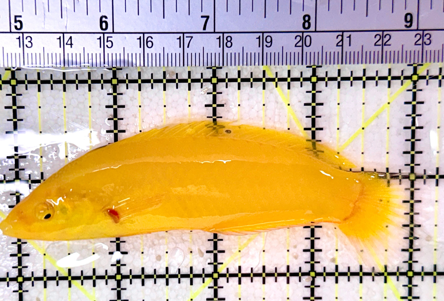 Yellow Coris Wrasse YCW053103 WYSIWYG Size: XL 4.25"