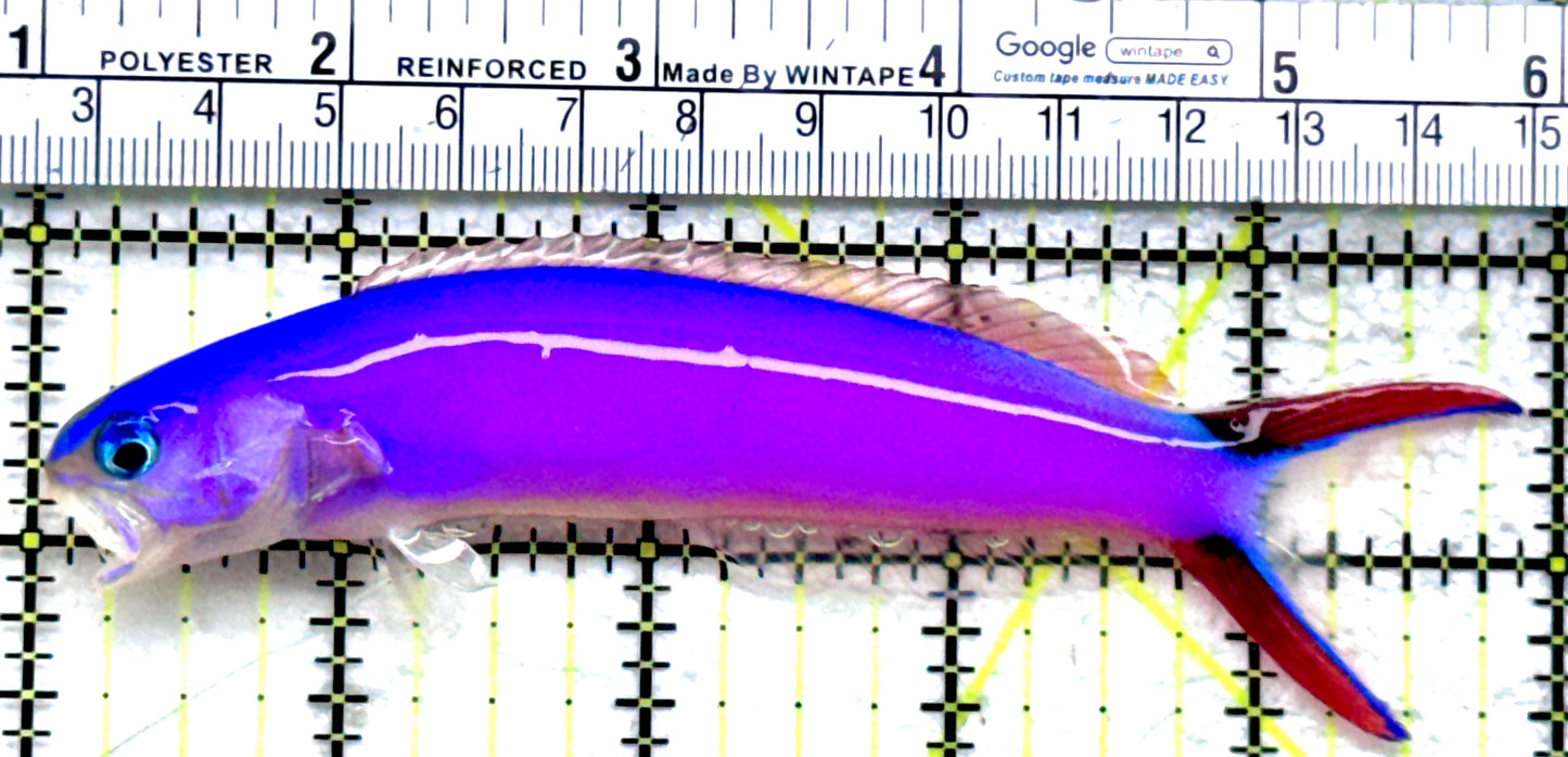 Purple Tilefish PT072501 WYSIWYG Size: XL 5"