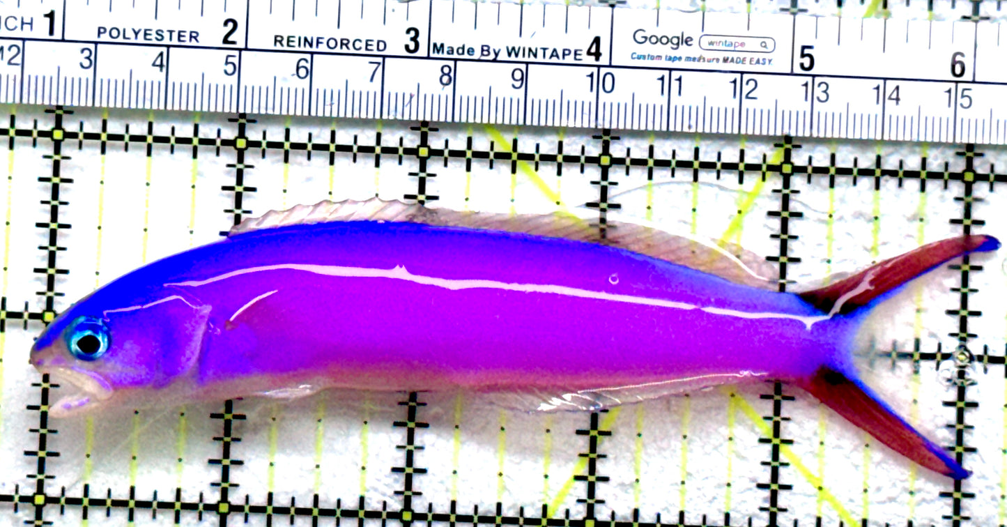 Purple Tilefish PT072502 WYSIWYG Size: XL 5"