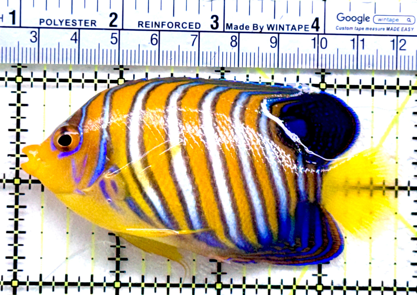 Regal Angelfish Sumatra Yellow Belly (Vibrant Color Indo) RAYB072501 WYSIWYG Size: ML 3.75"