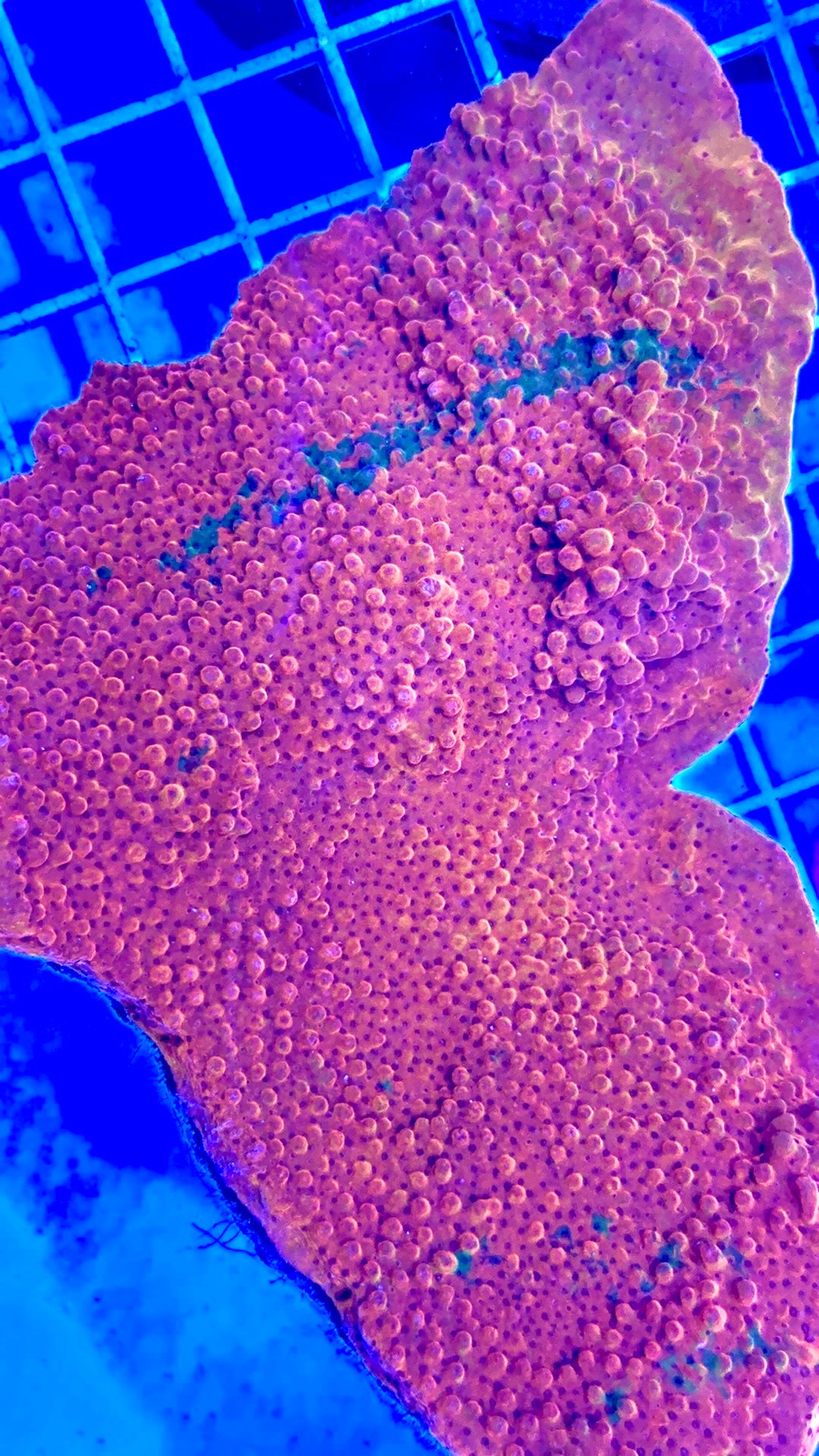 Ultra Hot Aussie Montipora UHAM081701 WYSIWYG