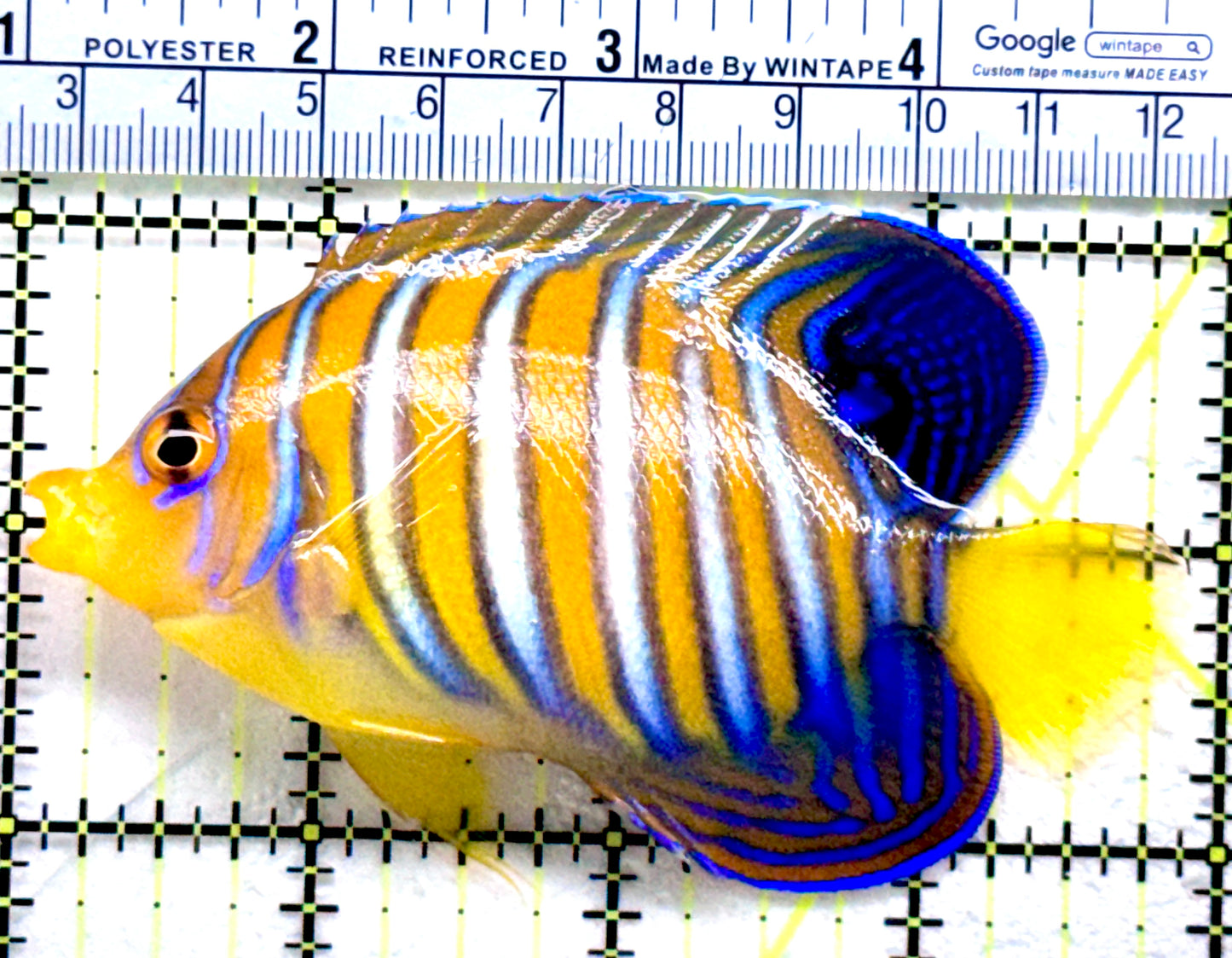 Regal Angelfish Sumatra Yellow Belly (Vibrant Color Indo) RAYB072502 WYSIWYG Size: ML 3.75"