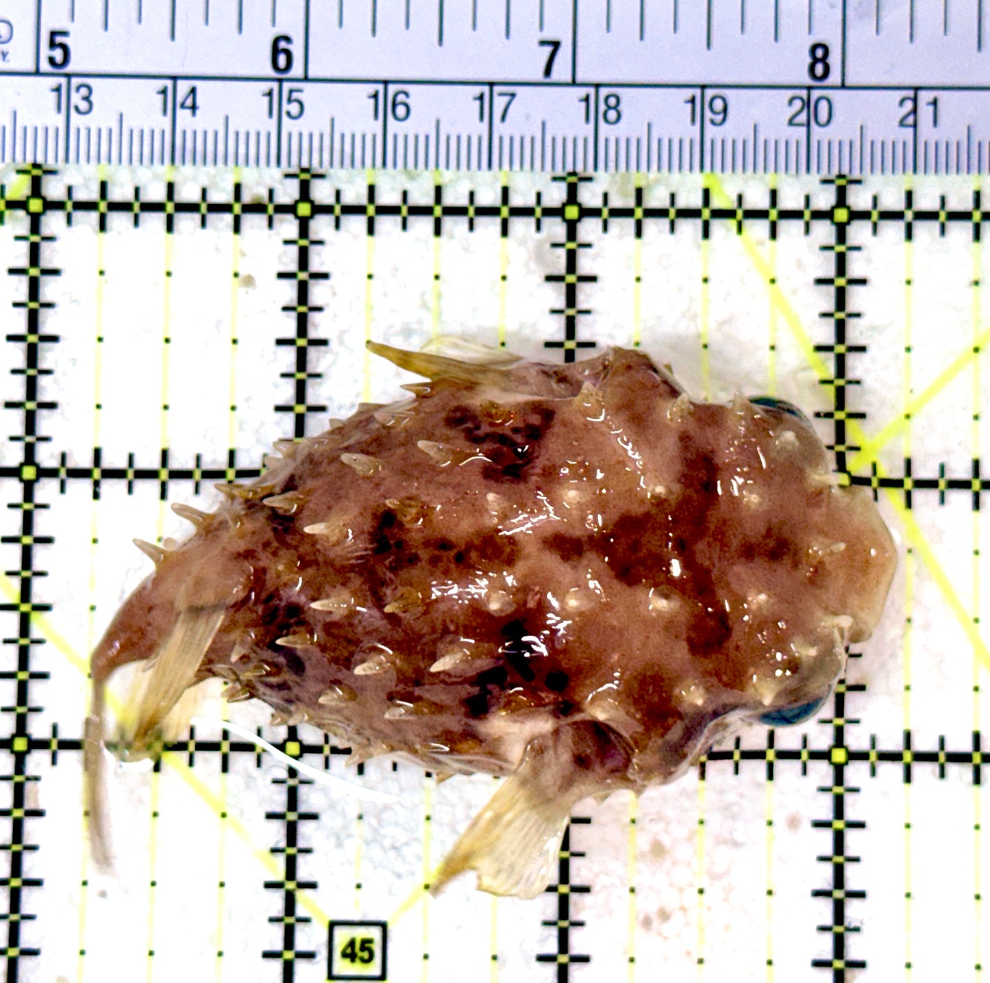 Hard Shell Porcupine Pufferfish HSPP053101 WYSIWYG Size: L 3.5"