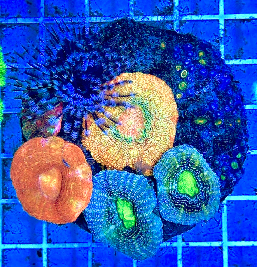 Bowerbanki Combo Coral Rock BCR081701 WYSIWYG
