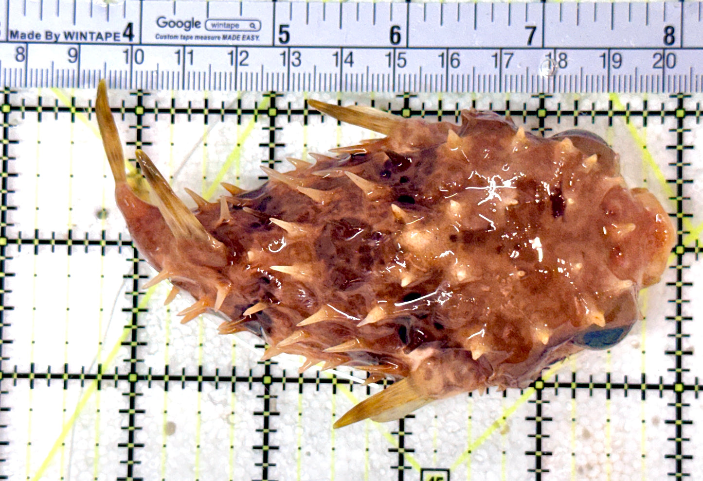 Hard Shell Porcupine Pufferfish HSPP053102 WYSIWYG Size: XL 5"