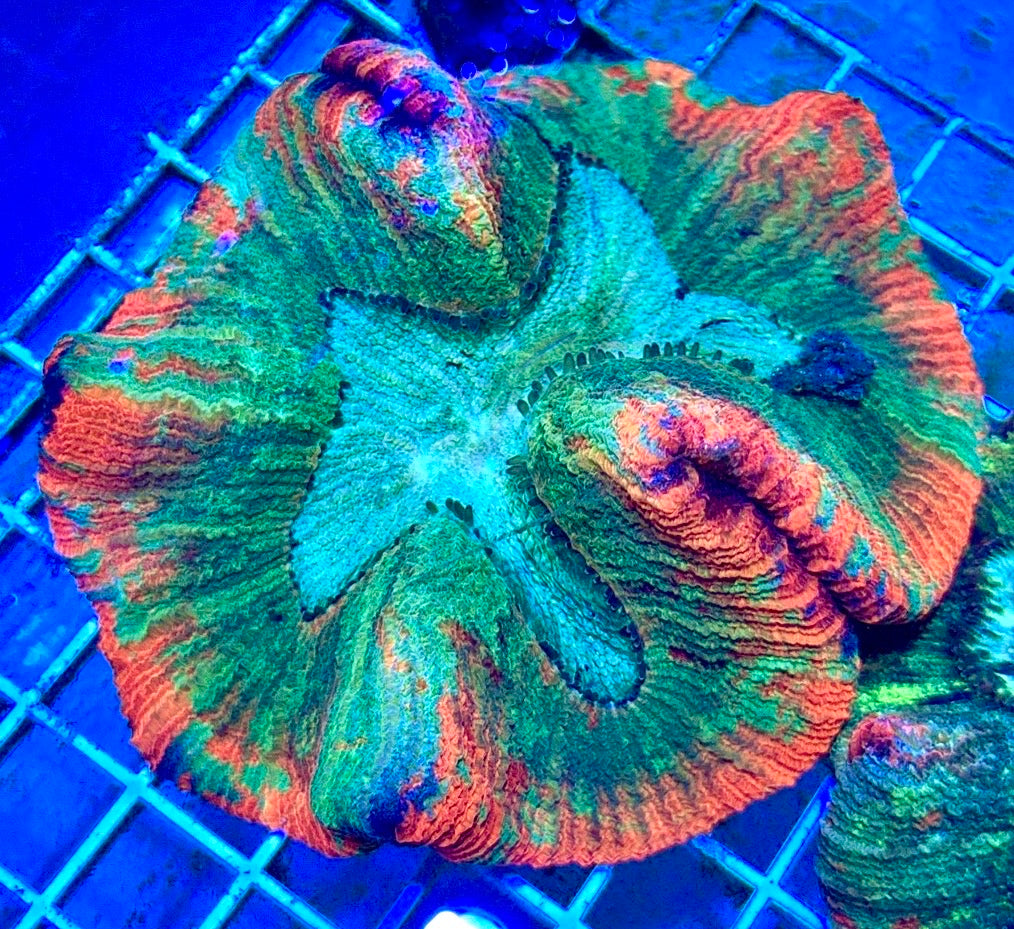Red and Green Splatter Wellsophyillia RGSW081701 WYSIWYG