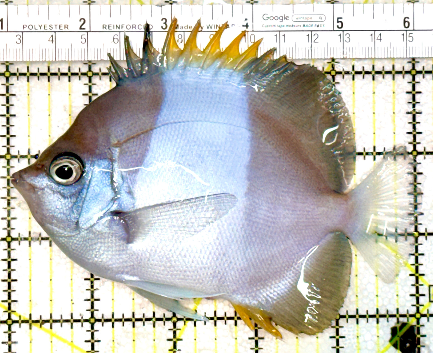 Blue Zoster Pyramid Butterflyfish BZPB080102 WYSIWYG Size: L 5" approx