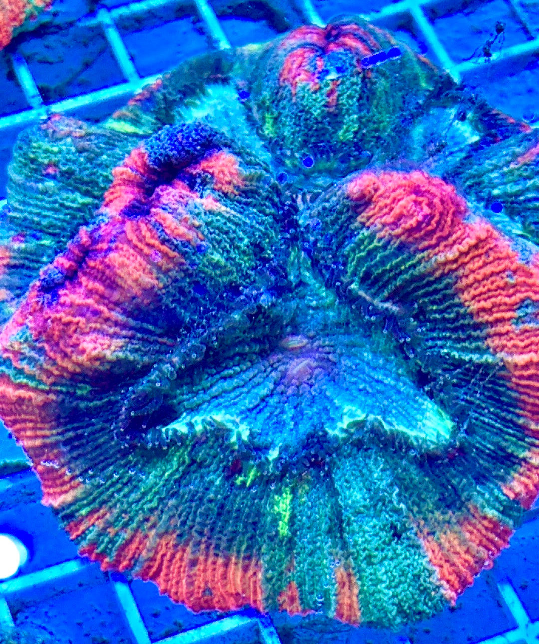 Red and Green Splatter Wellsophyillia RGSW081702 WYSIWYG