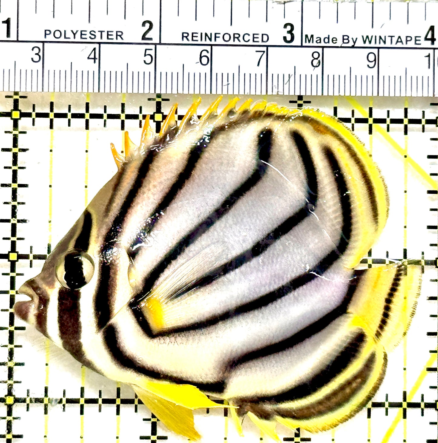 Meyer's Butterflyfish MB080101 WYSIWYG Size: L 3" approx