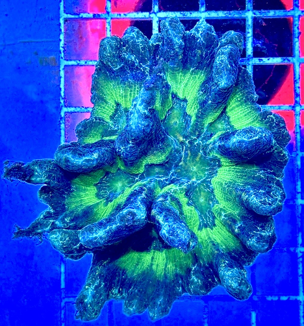 Tricolor Pectinia TP081701 WYSIWYG