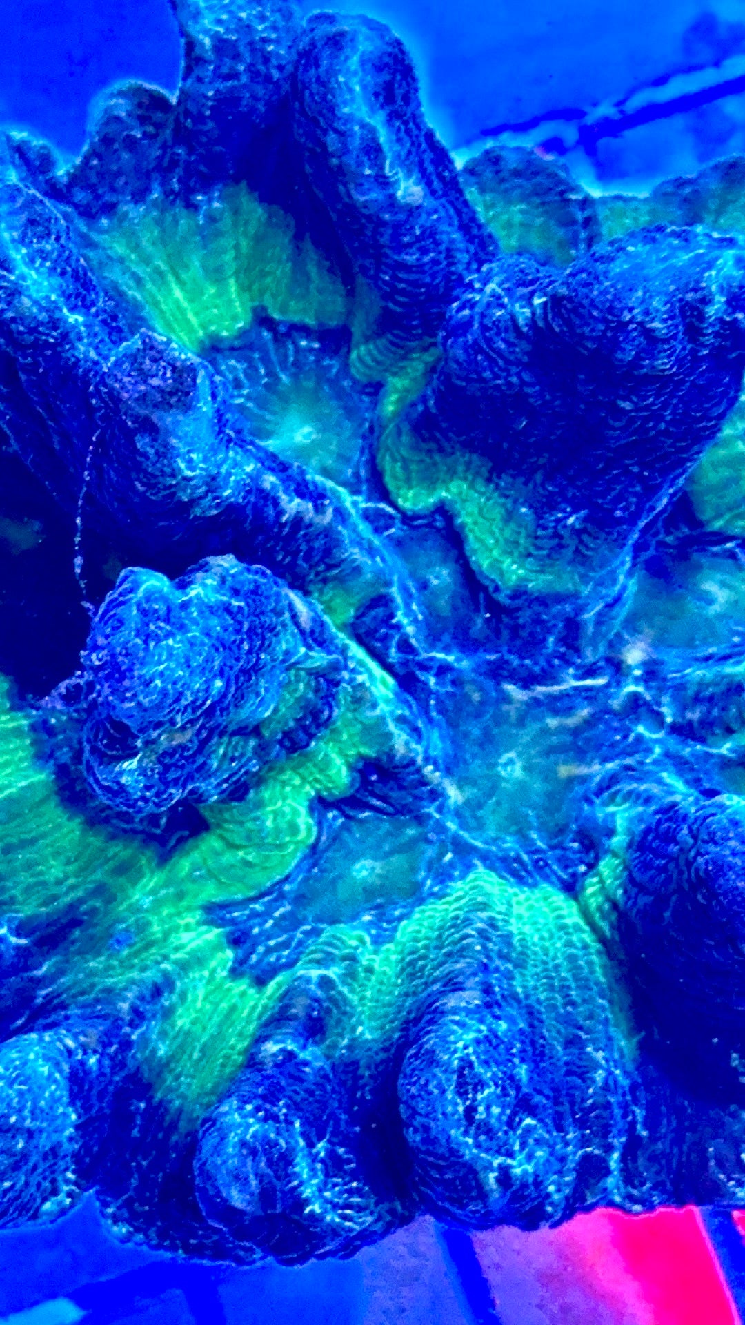 Tricolor Pectinia TP081701 WYSIWYG
