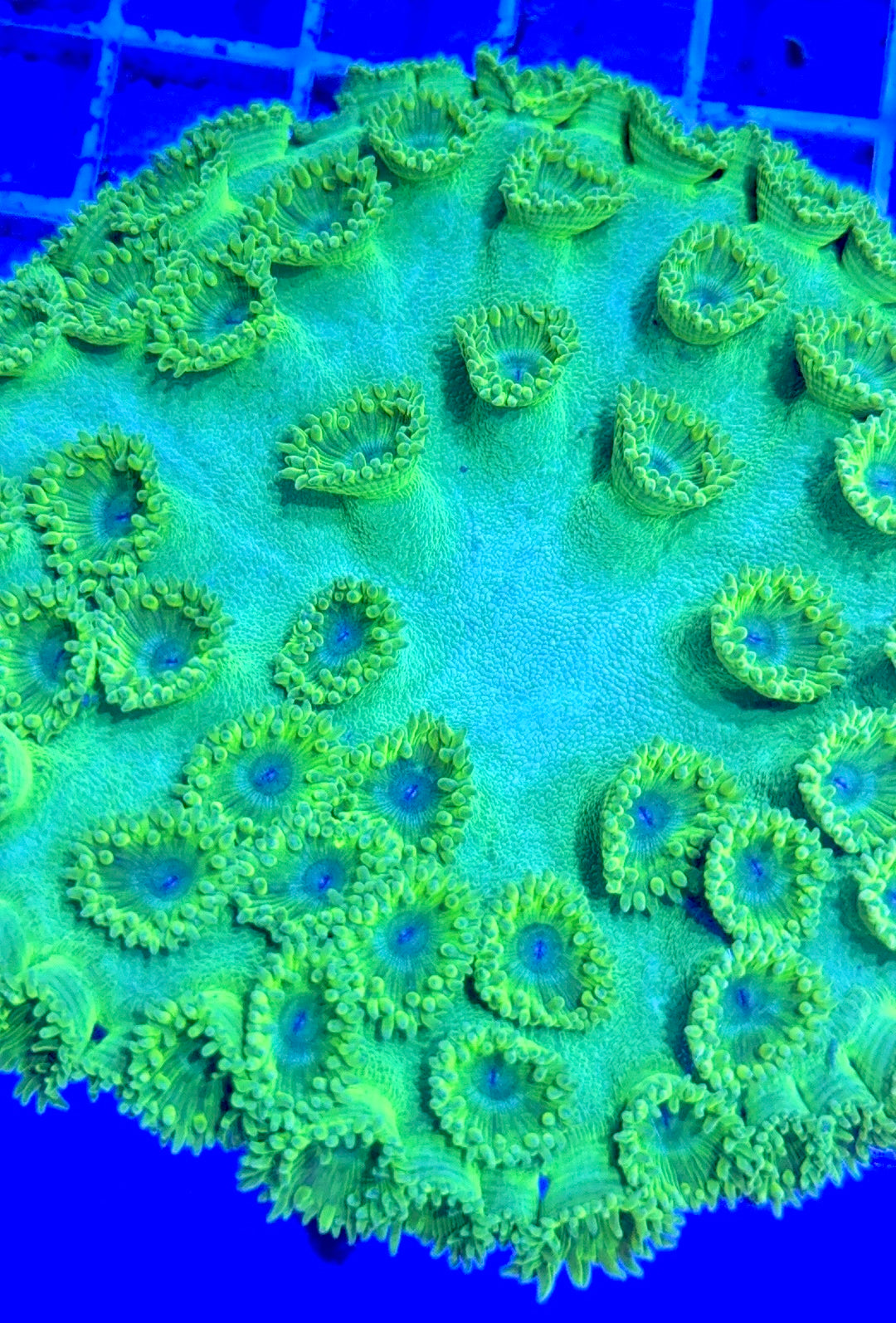 Green Pagoda Cup Coral GPC081702 WYSIWYG