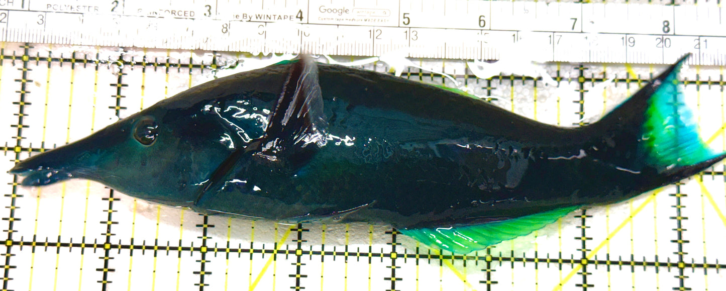Green Bird Wrasse GBW080101 WYSIWYG Size: XXL 7.5" approx