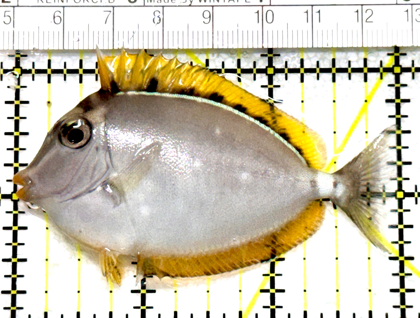 Blonde Naso Tang (Maldives Special Grade) BNT080101 WYSIWYG Size: S 3" approx