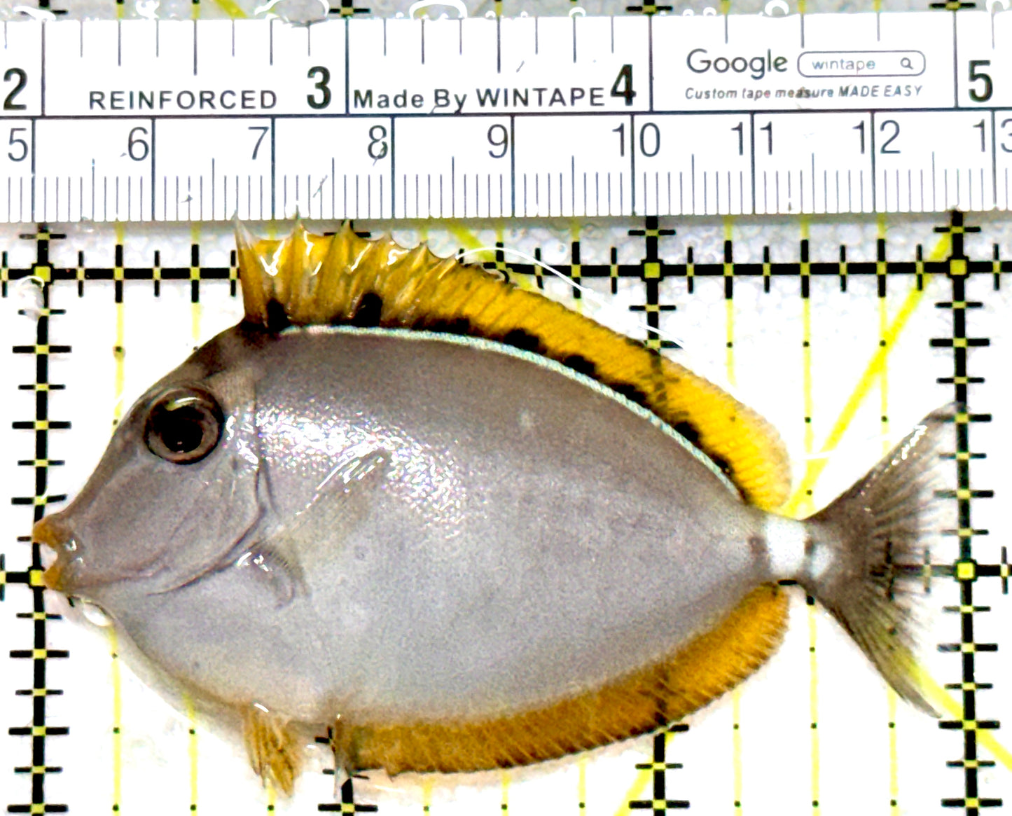 Blonde Naso Tang (Maldives Special Grade) BNT080102 WYSIWYG Size: S 3" approx