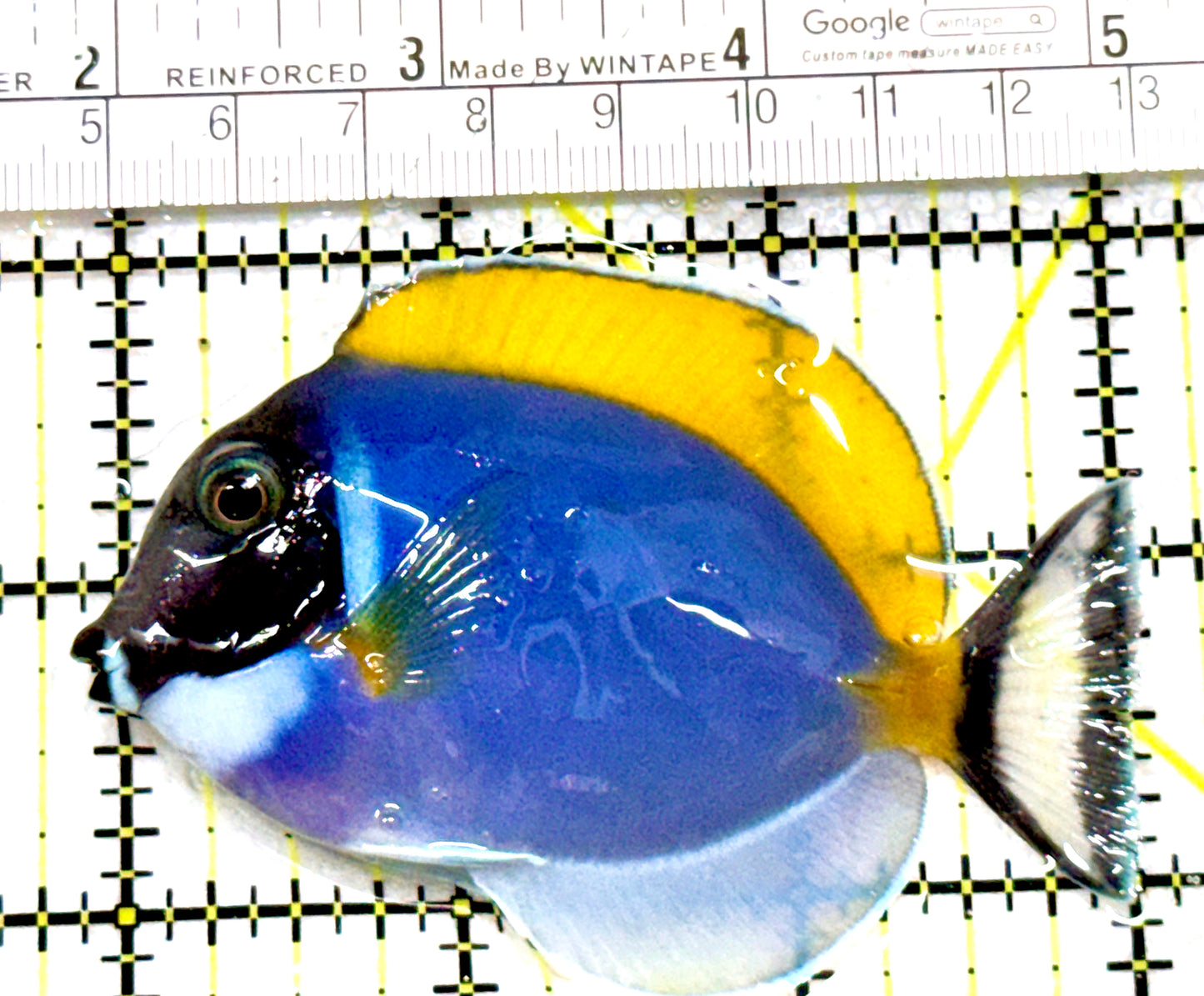 Powder Blue Tang PBT080101 WYSIWYG Size: M 3.25" approx